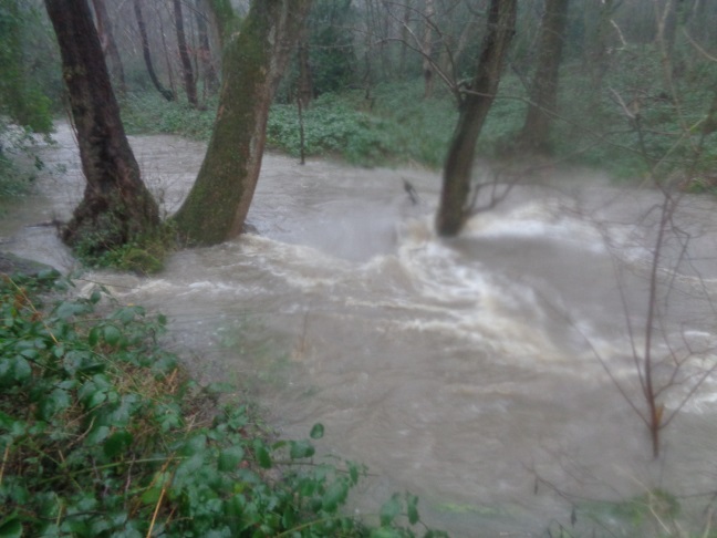 Upstream view of Adel Beck just before it joins Nanny Beck (Dec 26 2015).