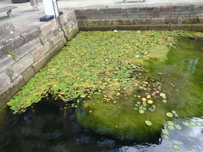 PondWeedAtOldGravingDock(DryDock)GranaryWharfAreaLeedsAug162018(2)..jpg