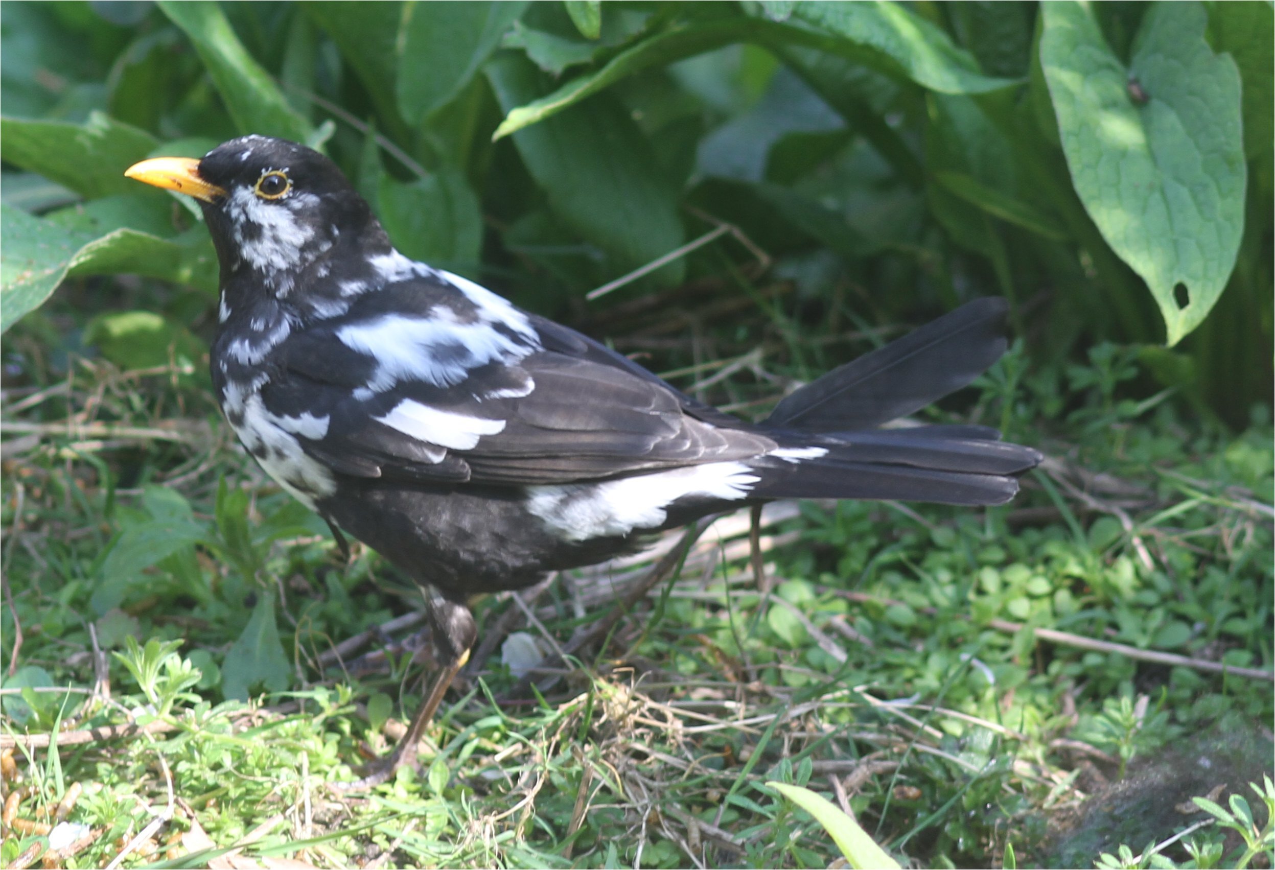 black and white bird.jpg