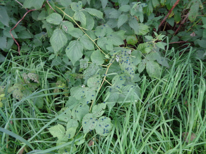 BlueBeetlesBuckstoneRoadAlwoodleyLeedsSept072020..jpg