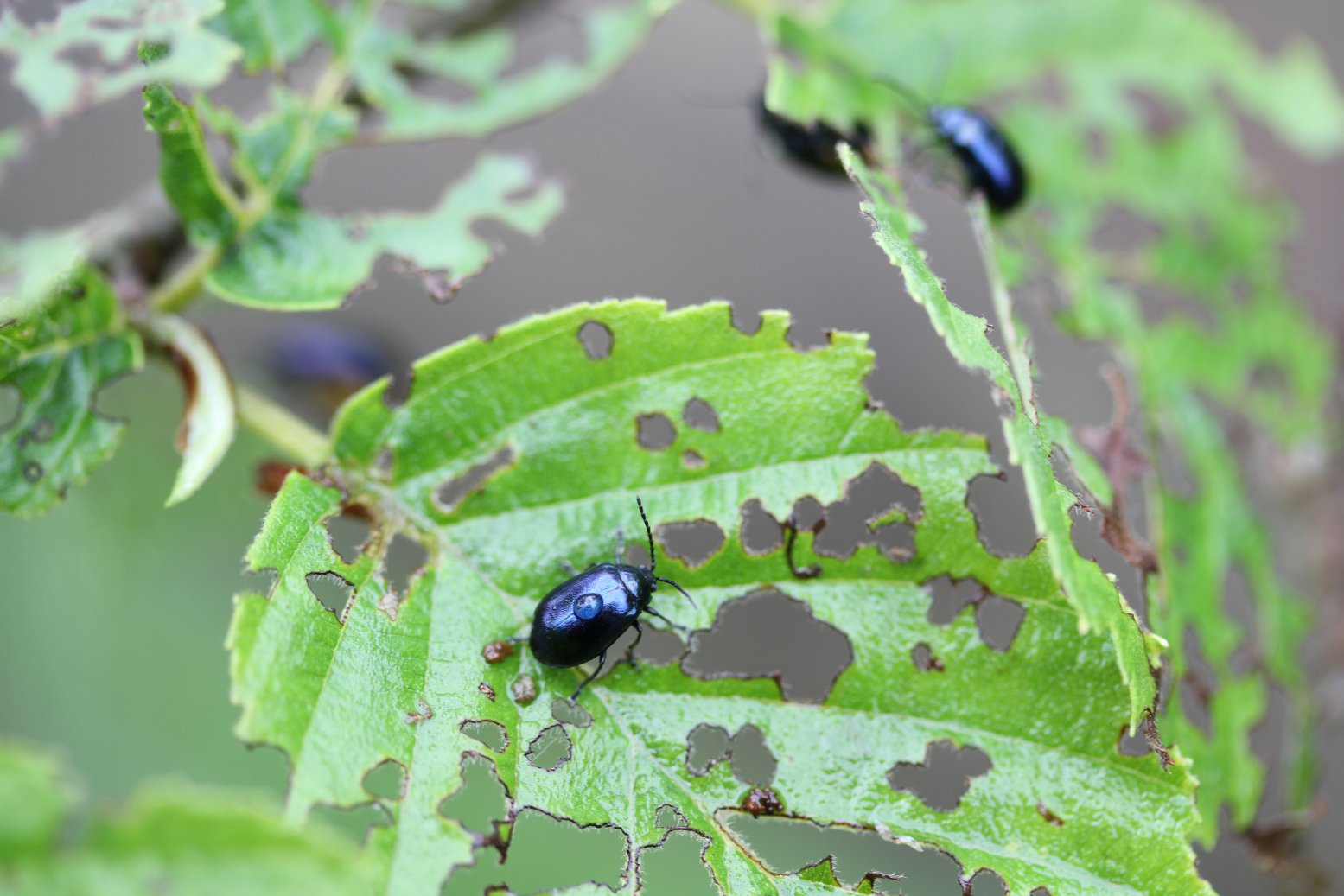 alder leaf beetle,reduced.jpg