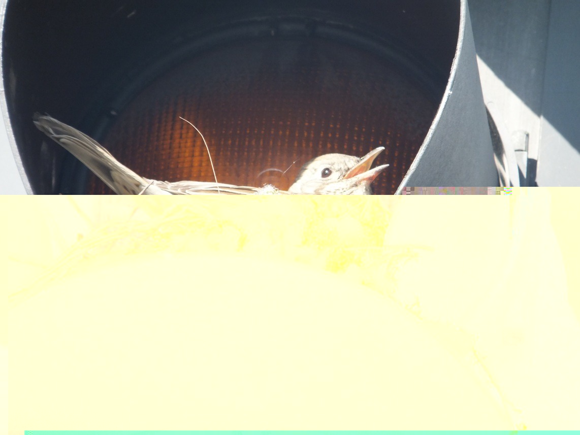 __TFMF_pt1iug55w5f0nd55nrfihdaq_710ef296-1ce7-4070-8261-4d516b348f42_0_main.jpg
