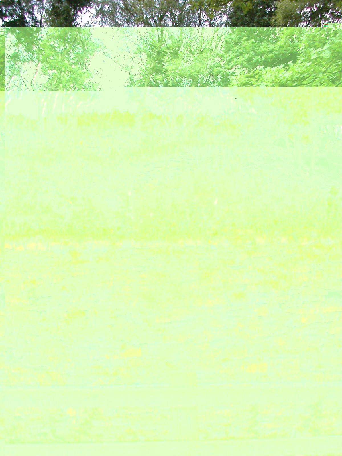 __TFMF_ilrrabmoydgmeg55vazbs3q1_b6416ac9-0025-4312-82b5-632b3c7c3c6b_0_main.jpg