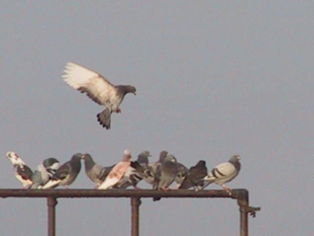 IMG_0324.JPG