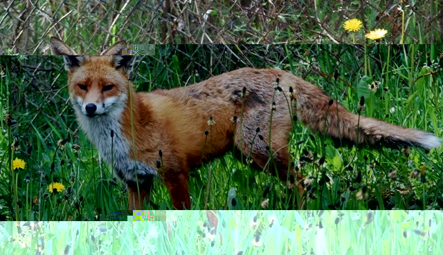 fox e.jpg