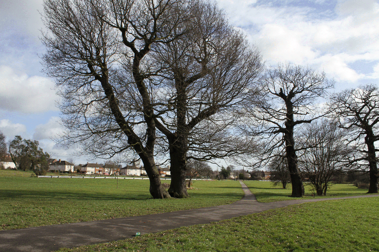 fork tree.gif